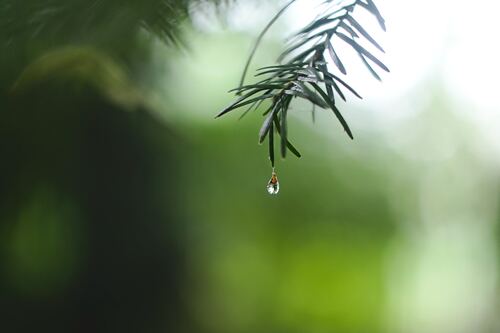 Tham Mong Nguyen Si Kha • Rainy Day Memories • 2023