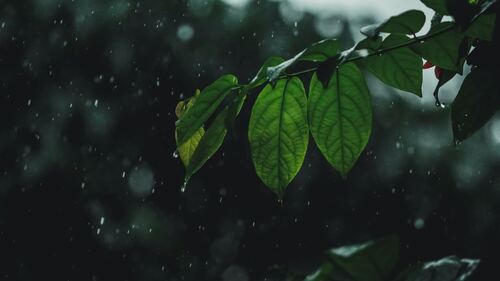 Chia Tay Mua Bay Nguyen Si Kha • Rainy Day Memories • 2023